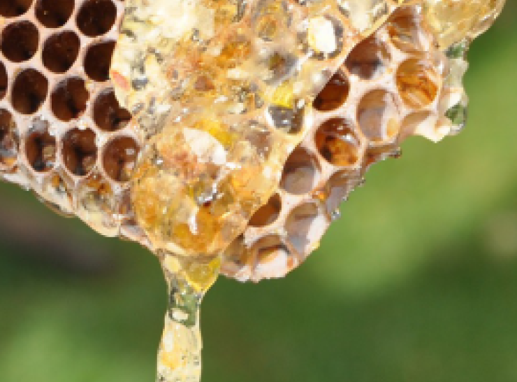 National Honey Monitoring Scheme